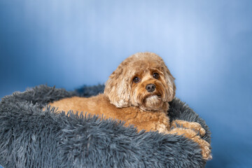 The Cavapoo (American English) or Cavoodle (Australian English) is a crossbreed of a Cavalier King...