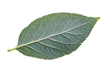 Obraz premium A green leaf with a yellow stem on a white background