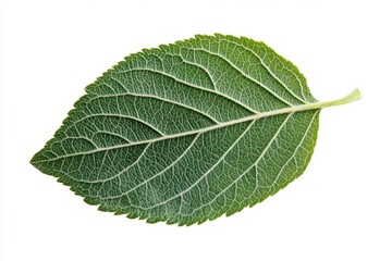 Obraz premium A green leaf with a yellow stem on a white background