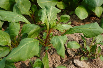 The spinach plant with leaves in the vegetable bed in close up 