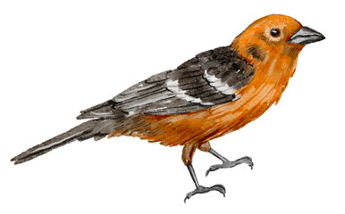 Orange bird- hand-painted bird illustration for cards, stickers, and nature-themed designs.