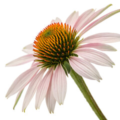 Close-up of a delicate pink Echinacea purpurea flower with a vibrant orange-brown central cone and green stem against a soft grey background, highlighting natural beauty and medicinal properties.