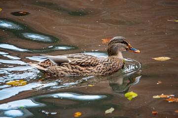 Stockente schwimmt im Herbstlicht