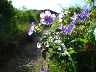 礼文島　岬めぐりコースの風景(チシマフウロ)