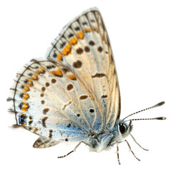 PNG Cottagecore butterfly side view background insect white.