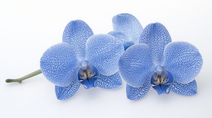 Fototapeta premium Beautiful blue orchid flowers isolated on white background