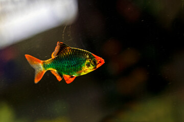 green tetra fish in an aquarium. Aquarists. Animal protection