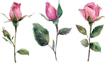 Fototapeta premium Beautiful Watercolor Pink Rose Flower