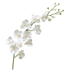 Fototapeta na wymiar white flowers on a white