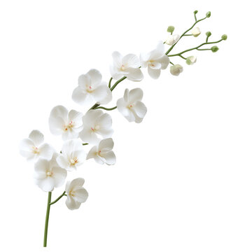 Fototapeta white flowers on a white