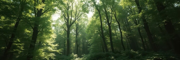 Fototapeta premium Lush green forest panorama, summer sunlight dappling through leaves, tranquil, foliage