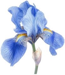 Beautiful iris flower illustration isolated © Pixelpicks