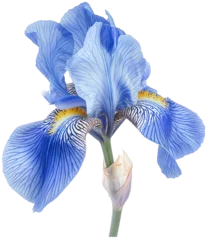 Selbstklebende Fototapeten Beautiful iris flower illustration isolated © Pixelpicks