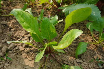 The young spinach plant on the vegetable bed in close up