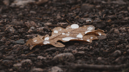 Frozen drops of water on a fallen leaf.
