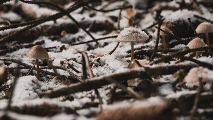 close-up shot of small mushrooms that are covered in snow