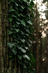 Autumn colors in the Czech forest