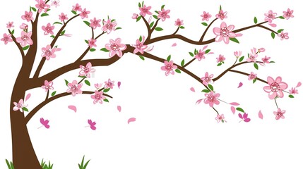Fototapeta premium The Captivating White Background Cherry Blossom Tree: A Vision of Delicate Beauty and Springtime Splendor.