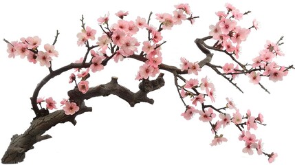 The Captivating White Background Cherry Blossom Tree: A Vision of Delicate Beauty and Springtime Splendor.