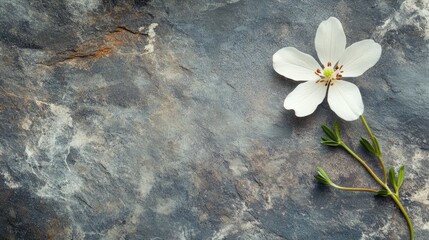 Delicate white flower with green leaves on textured granite surface creating a serene and elegant nature background for design use