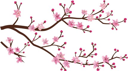  The Captivating White Background Cherry Blossom Tree: A Vision of Delicate Beauty and Springtime Splendor.