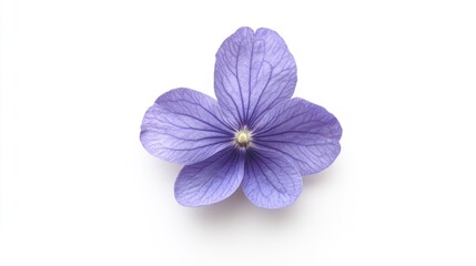 Delicate Purple Flower with Intricate Petals on White Background