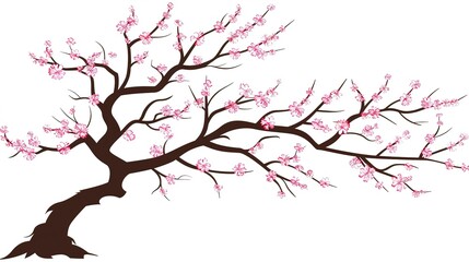 Fototapeta premium &nbsp;The Captivating White Background Cherry Blossom Tree: A Vision of Delicate Beauty and Springtime Splendor.