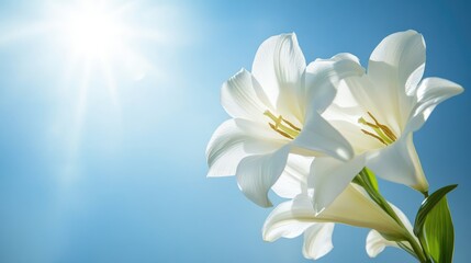 Obraz premium White lilies basking in sunlight against a clear blue sky symbolizing purity and serenity in a floral composition.