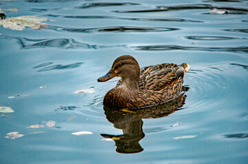 Stockente auf blauem Wasser