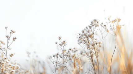 Delicate dried flowers against a soft white background creating a serene and calming atmosphere for design and advertising purposes