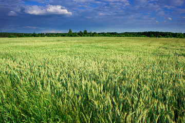 Letni słoneczny dzień. Pola uprawne posośnięte zielonym zbożem. Wśród zboża widać wysokie, metalowe słupy trakcji elektrycznej.