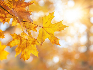 Obraz premium autumn maple leaves