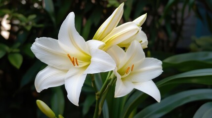 Elegant White Lily Blossoms Surrounded by Lush Green Foliage in a Tranquil Garden Setting