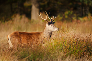 Portrait of a young red deer stag standing in grass during the rut in autumn