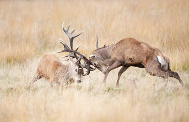 Red deer stags fighting during the rutting season in autumn