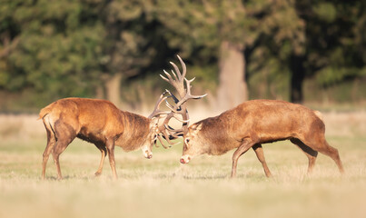 Red deer stags fighting during the rutting season in autumn