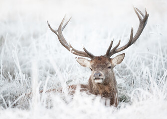 Red deer stag lying in frosty meadow in winter