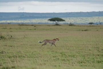 Fototapeta premium A striking image of a cheetah running at full speed across the open grasslands