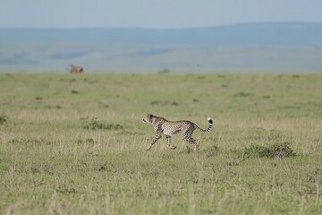 Fototapeta premium A striking image of a cheetah running at full speed across the open grasslands