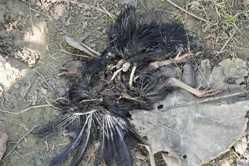 The body part of a dead unfortunate bird has fallen on the forest floor