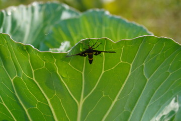 A moth is resting under the leaf of cabbage 