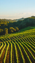 Fototapeta premium Lush vineyard landscape with rows of grapevines under a clear sky.