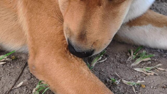 Dogs are getting rid of fleas by themselves.
