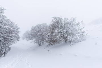 Paisaje invernal con árboles cubiertos de nieve y niebla. Atmósfera tranquila y silenciosa. Ideal para evocar la serenidad del invierno. GR11, Roncesvalles, Navarra