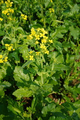Yellow mustard flowers are blooming on the plant in close up with greenery background 