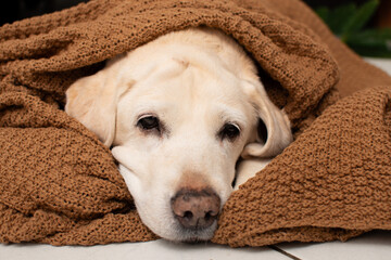 Labrador lies in a blanket and a close-up portrait for Christmas