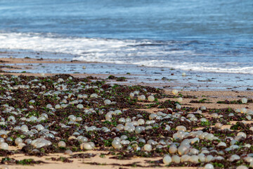 Seashore of La Paloma, Uruguay, featuring black sea snail egg capsules on the sand.	