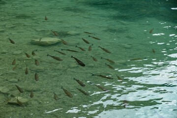 fish in water in a pond