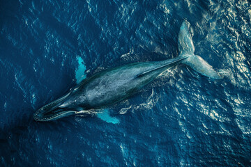 Fototapeta premium Fantastically beautiful majestic huge whale in blue ocean