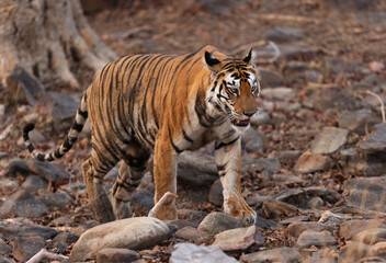 A tigress walking in rocky terrain at Panna Tiger Reserve, Madhya pradesh, India